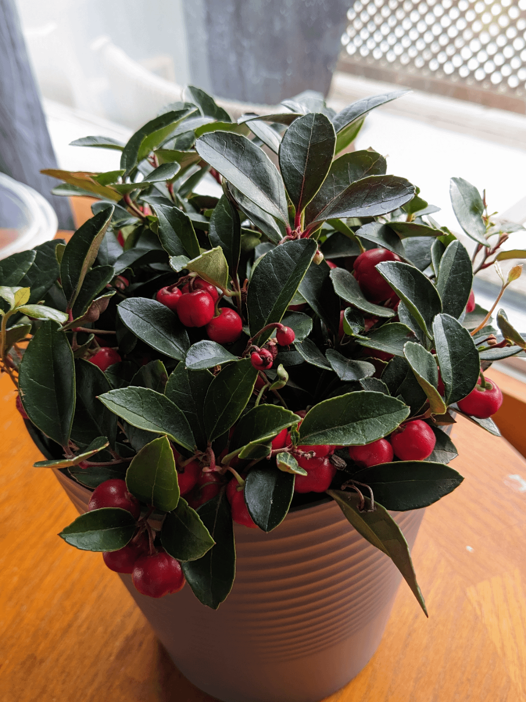 Gaultheria Procumbens - View 25 from www redcrocus com