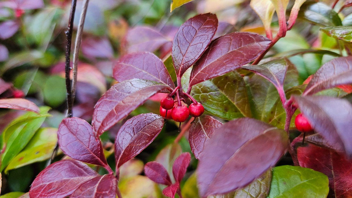 Gaultheria Procumbens - View 26 from www redcrocus com