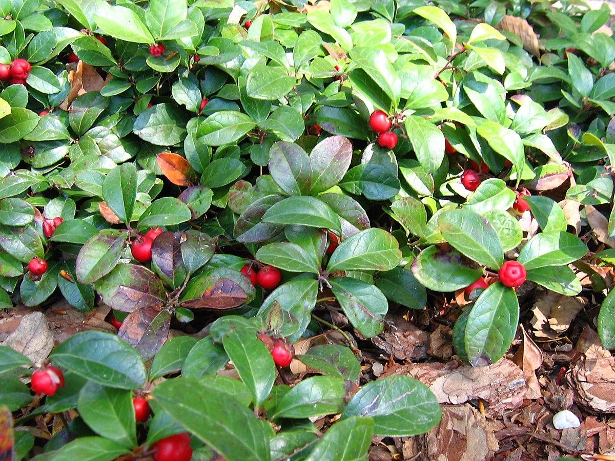 Gaultheria Procumbens - View 27 from www redcrocus com
