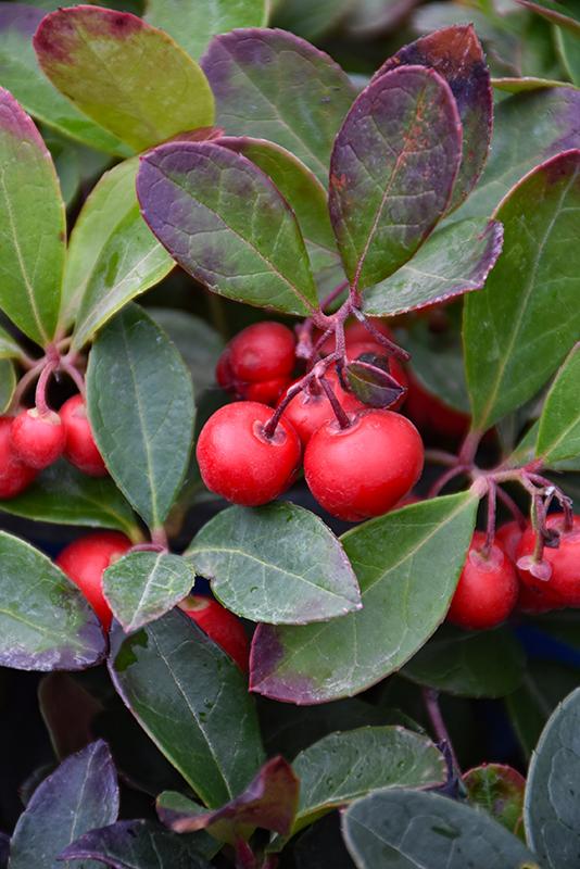 Gaultheria Procumbens - View 28 from www redcrocus com