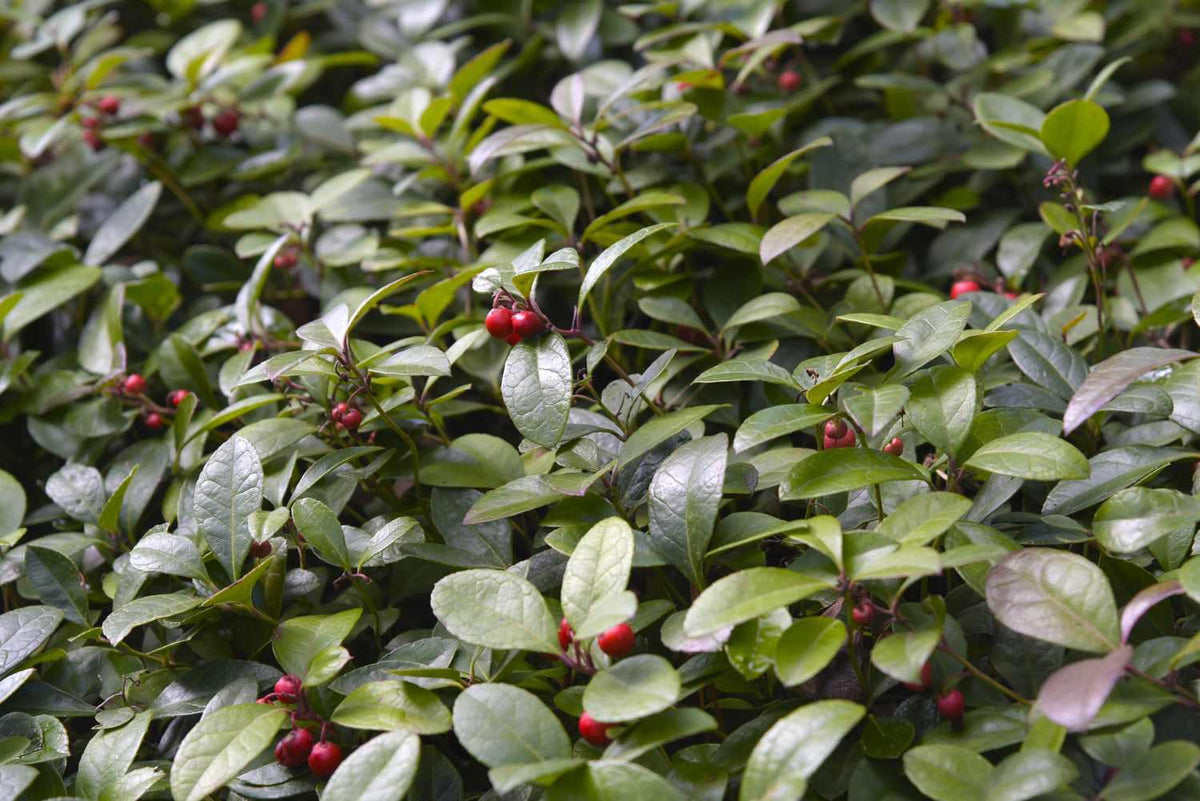 Gaultheria Procumbens - View 29 from www redcrocus com
