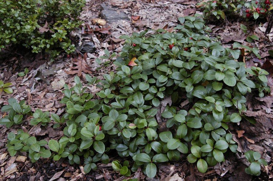 Gaultheria Procumbens - View 2 from www redcrocus com