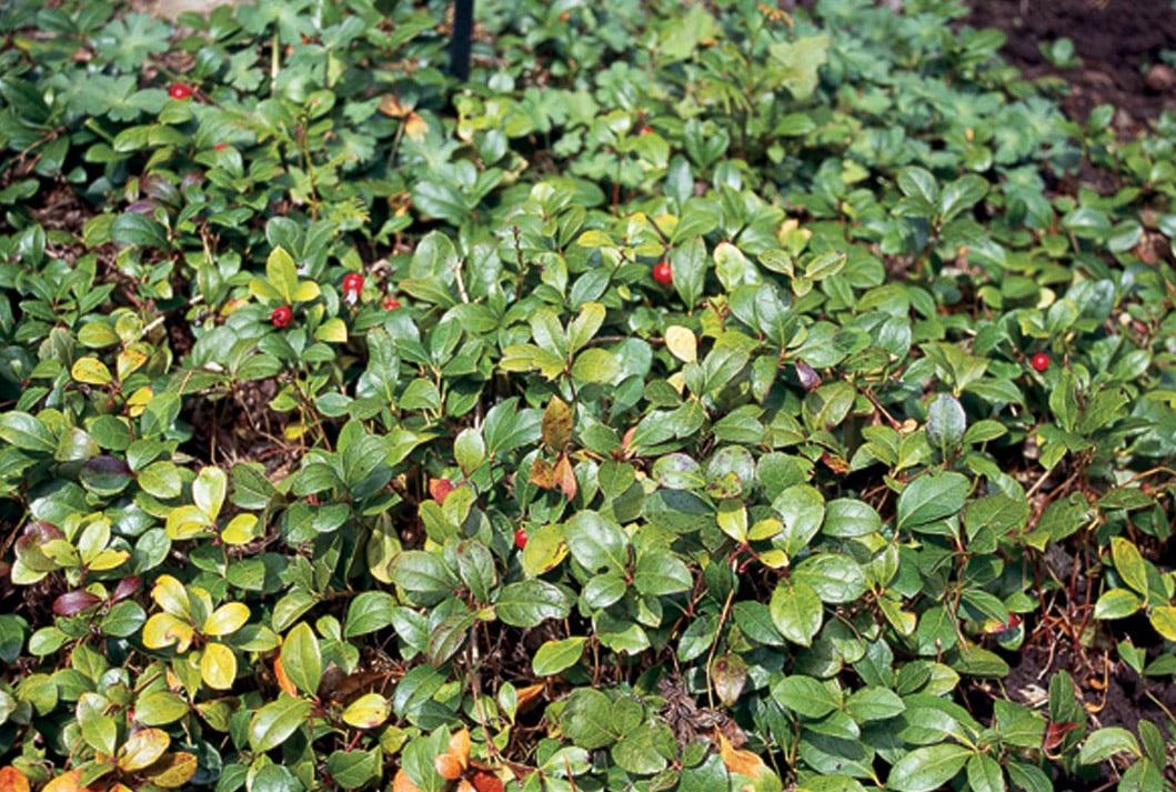 Gaultheria Procumbens - View 30 from www redcrocus com