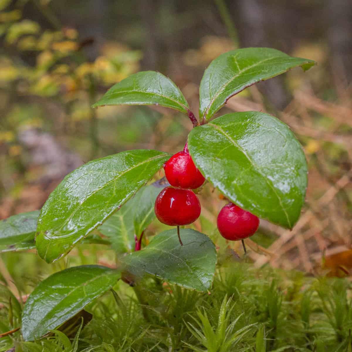 Gaultheria Procumbens - View 31 from www redcrocus com