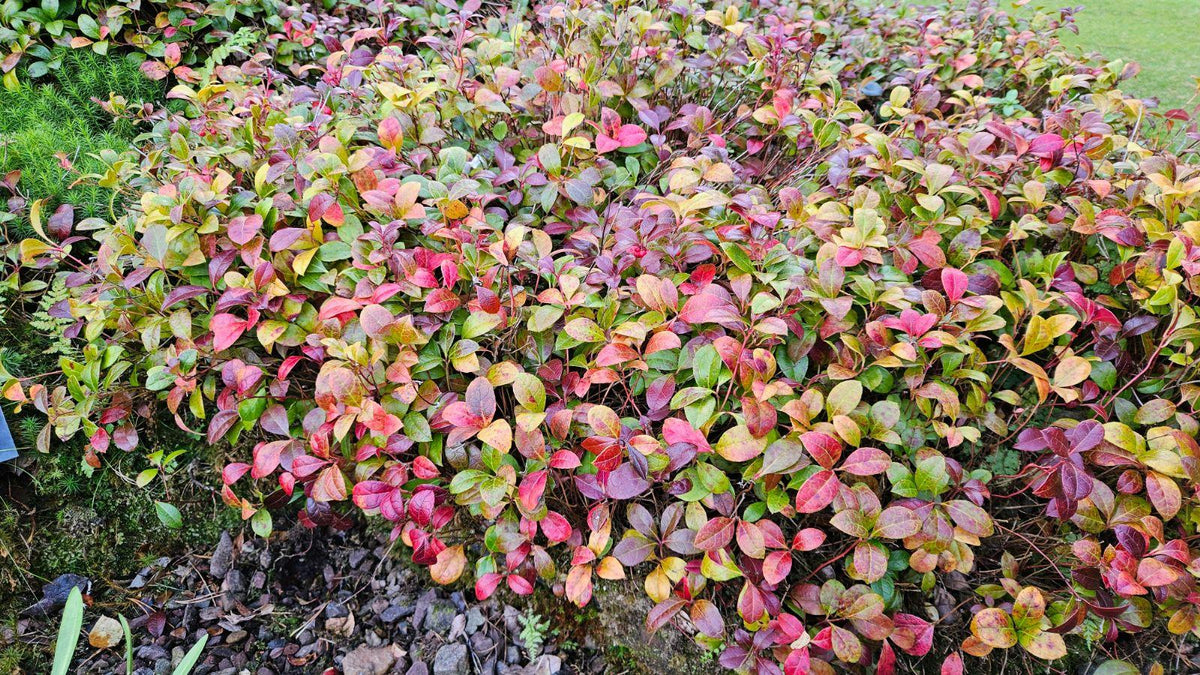 Gaultheria Procumbens - View 3 from www redcrocus com