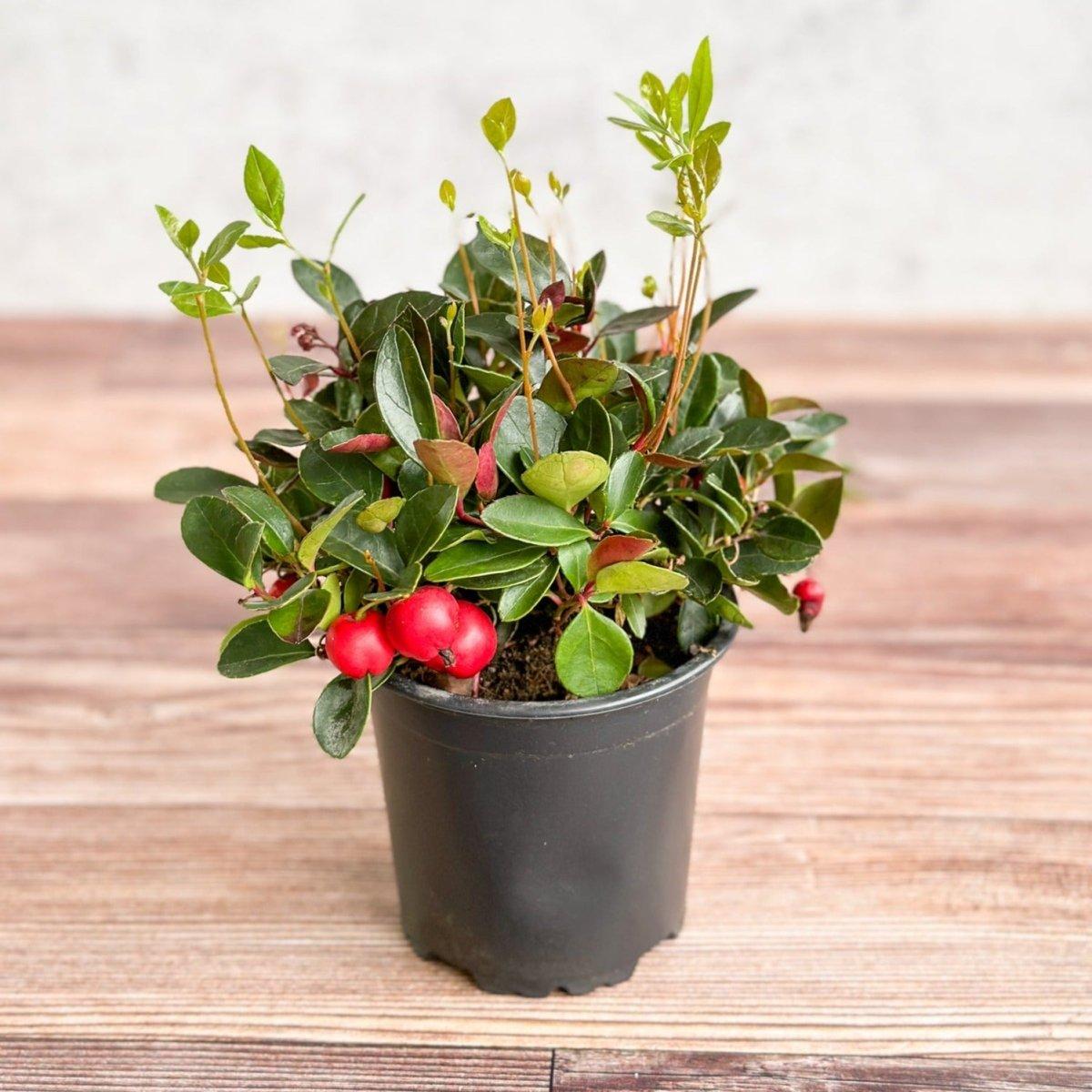 Gaultheria Procumbens - View 4 from www redcrocus com