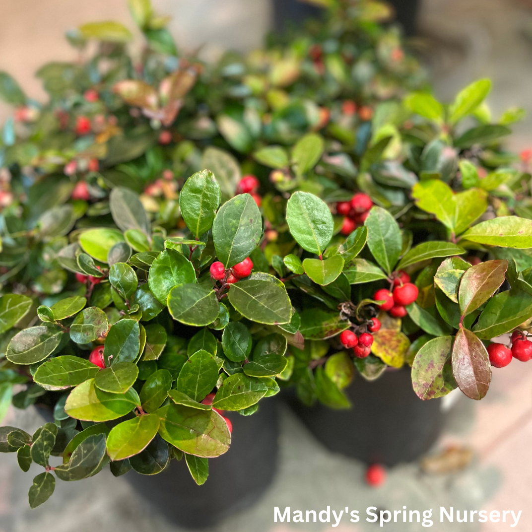 Gaultheria Procumbens - View 5 from www redcrocus com