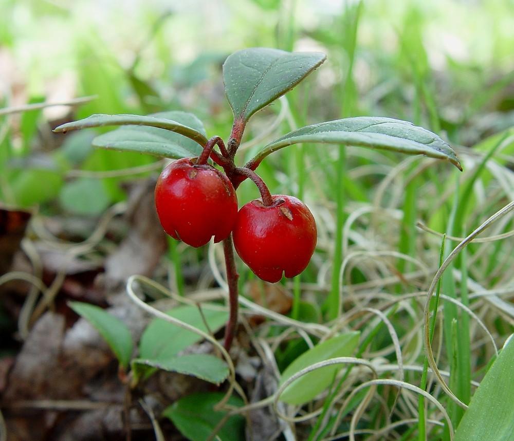 Gaultheria Procumbens - View 8 from www redcrocus com