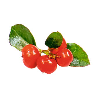Gaultheria Procumbens - View 9 from www redcrocus com