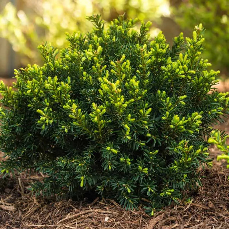 Taxus Media 'dark Green Spreader' - View 10 from www redcrocus com