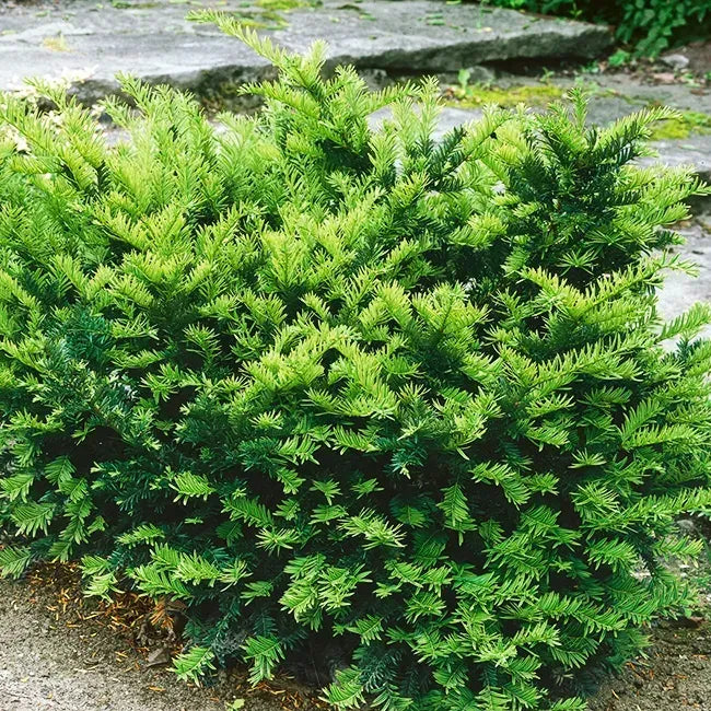 Taxus Media 'dark Green Spreader' - View 12 from www redcrocus com