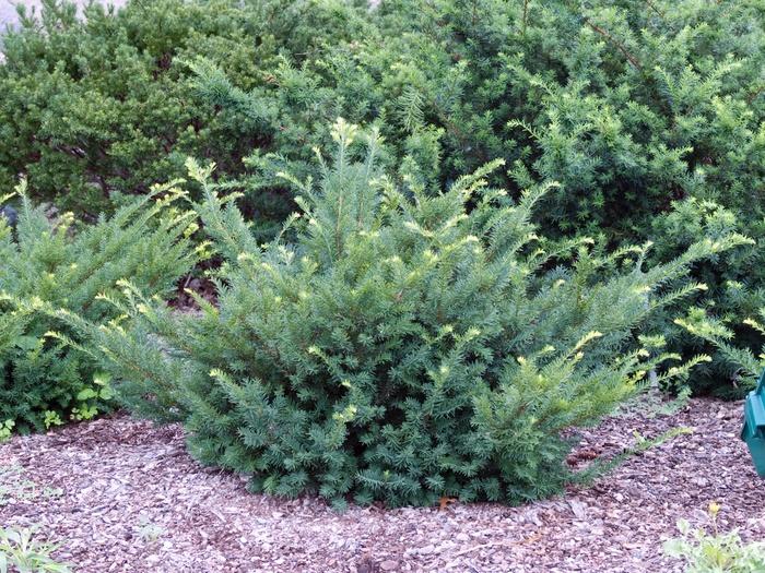 Taxus Media 'dark Green Spreader' - View 15 from www redcrocus com