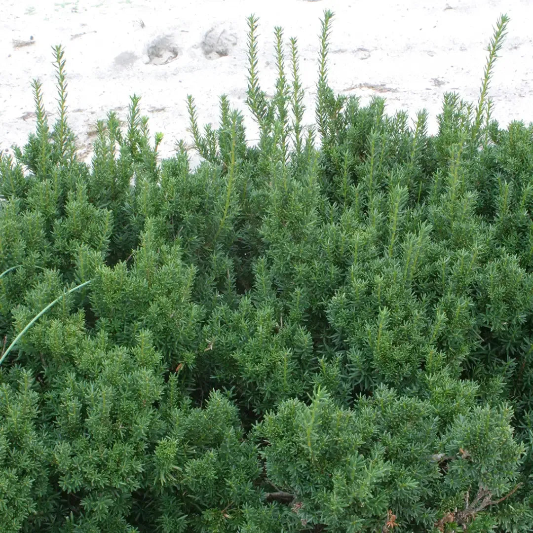 Taxus Media 'dark Green Spreader' - View 16 from www redcrocus com