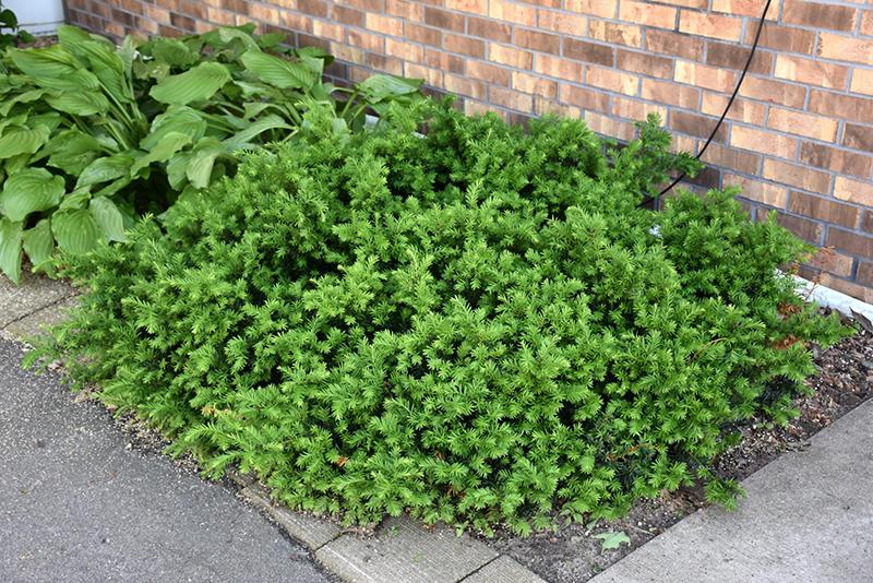 Taxus Media 'dark Green Spreader' - View 17 from www redcrocus com