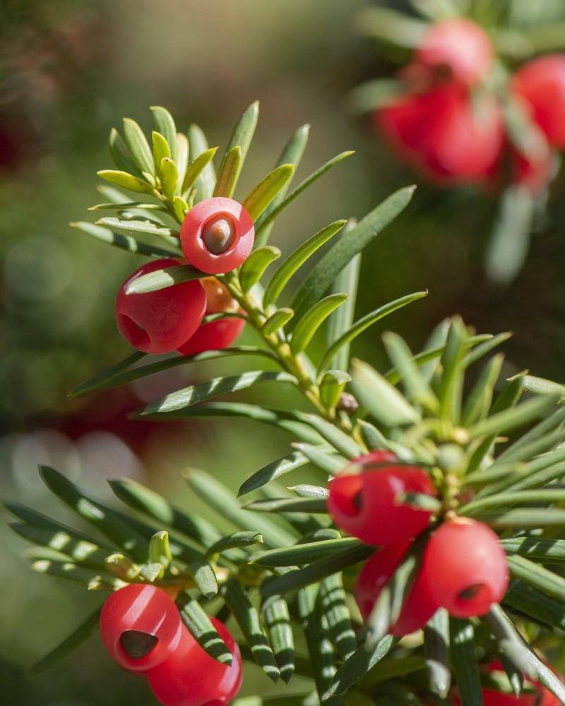 Taxus Media 'dark Green Spreader' - View 18 from www redcrocus com