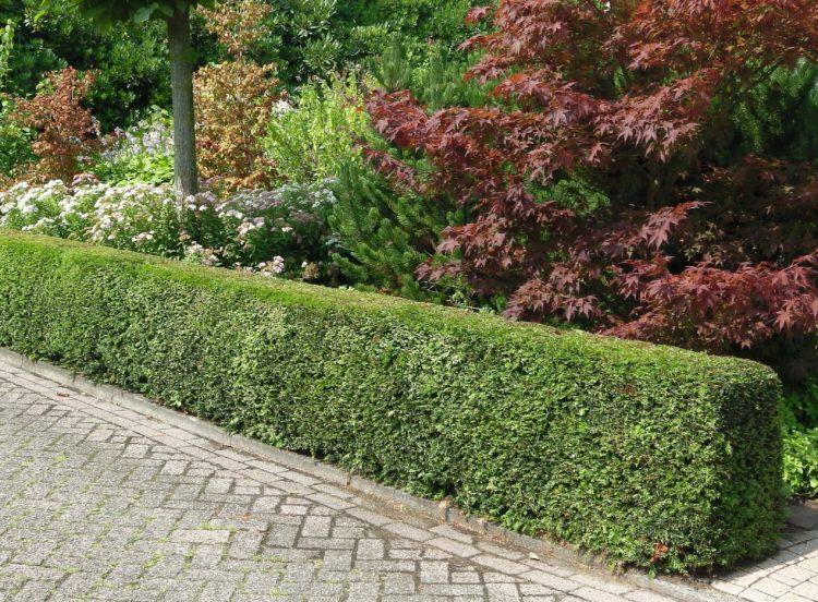 Taxus Media 'dark Green Spreader' - View 19 from www redcrocus com
