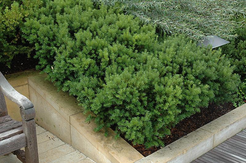 Taxus Media 'dark Green Spreader' - View 1 from www redcrocus com