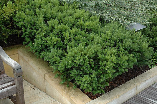 Taxus Media 'dark Green Spreader' - View 1 from www redcrocus com