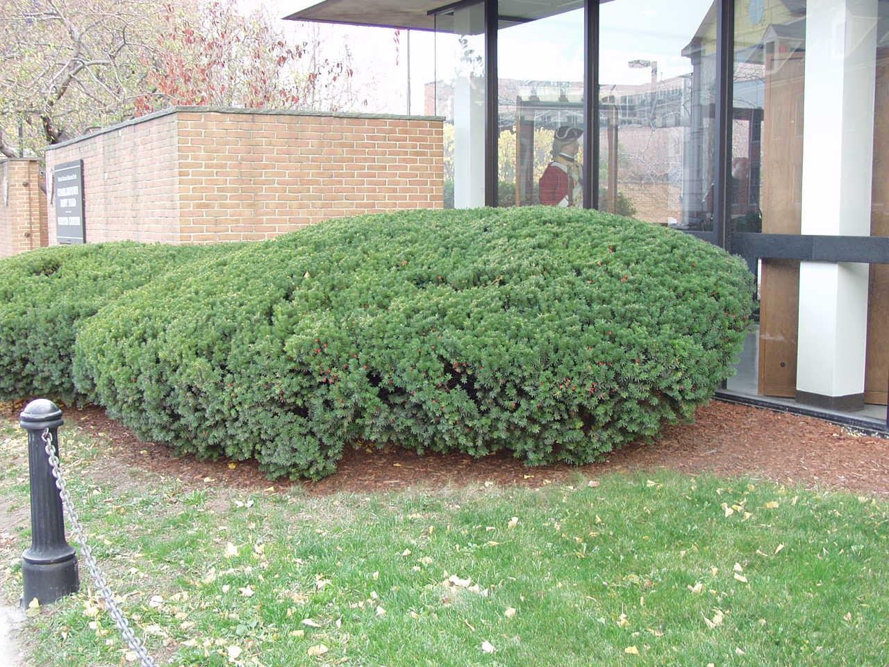 Taxus Media 'dark Green Spreader' - View 20 from www redcrocus com
