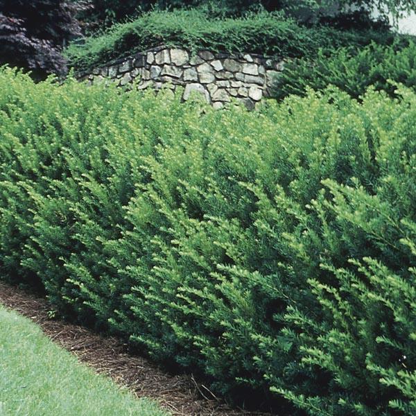 Taxus Media 'dark Green Spreader' - View 22 from www redcrocus com