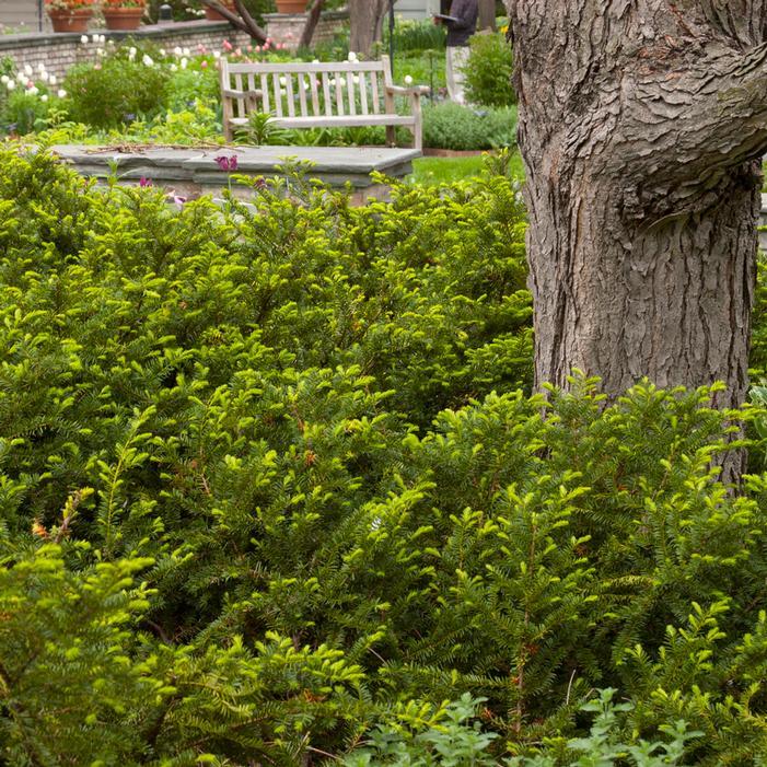 Taxus Media 'dark Green Spreader' - View 23 from www redcrocus com