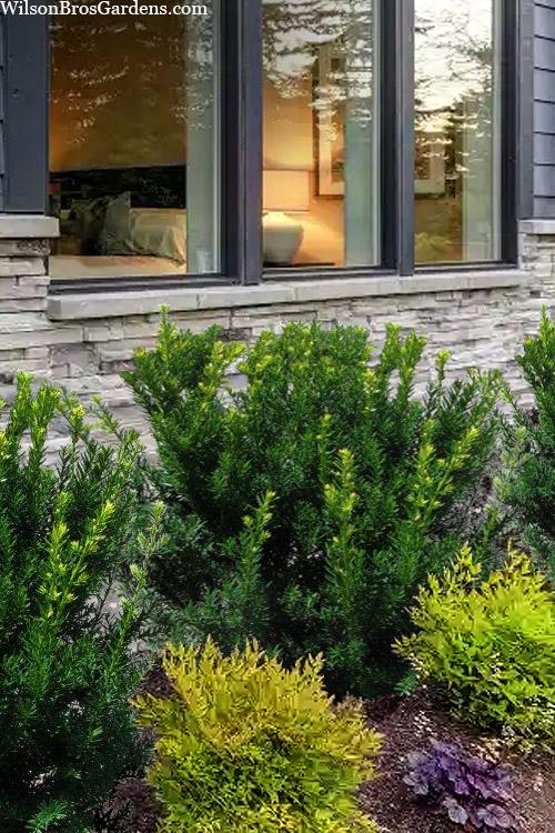 Taxus Media 'dark Green Spreader' - View 24 from www redcrocus com