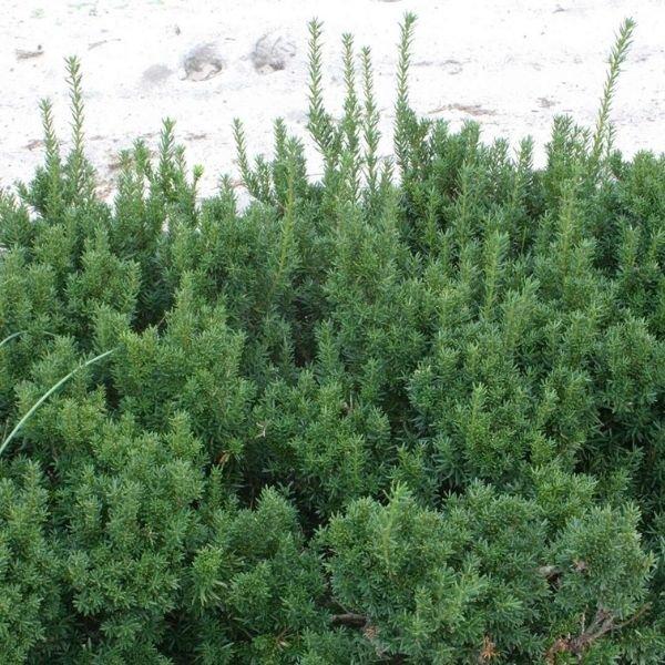 Taxus Media 'dark Green Spreader' - View 25 from www redcrocus com