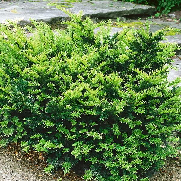 Taxus Media 'dark Green Spreader' - View 26 from www redcrocus com