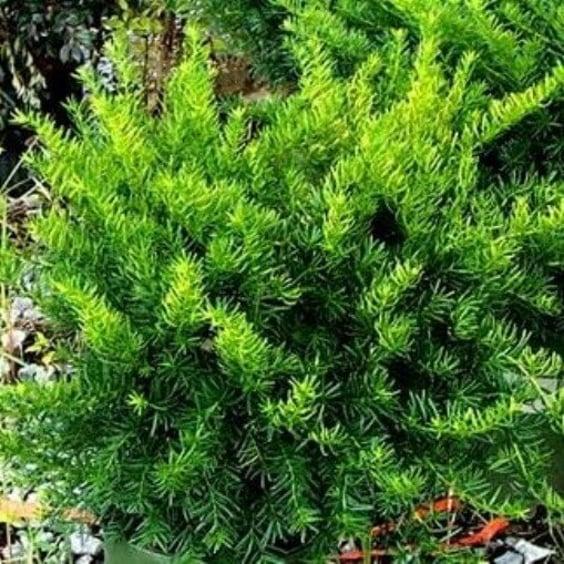 Taxus Media 'dark Green Spreader' - View 27 from www redcrocus com