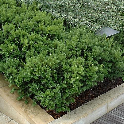 Taxus Media 'dark Green Spreader' - View 29 from www redcrocus com