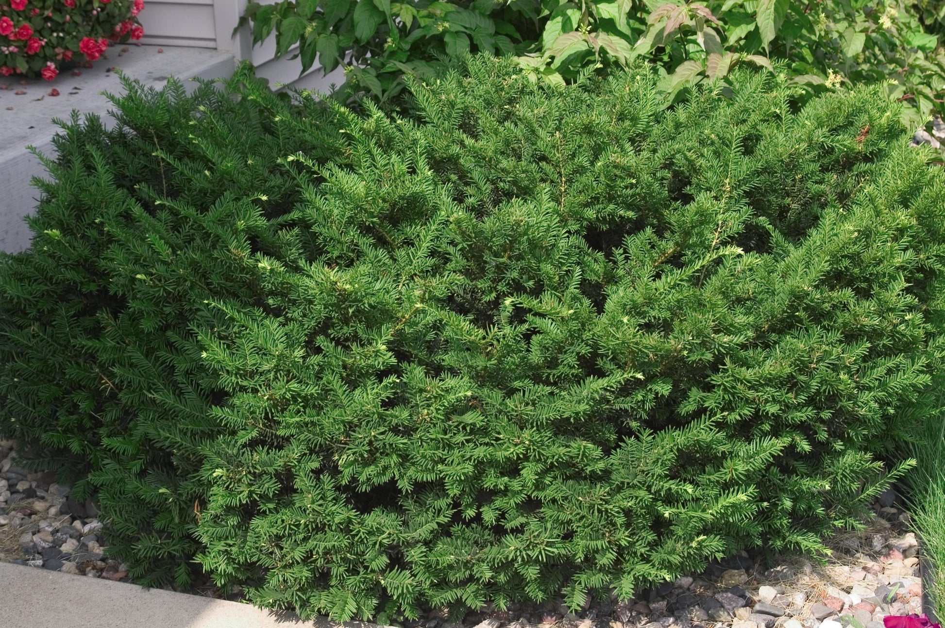 Taxus Media 'dark Green Spreader' - View 2 from www redcrocus com