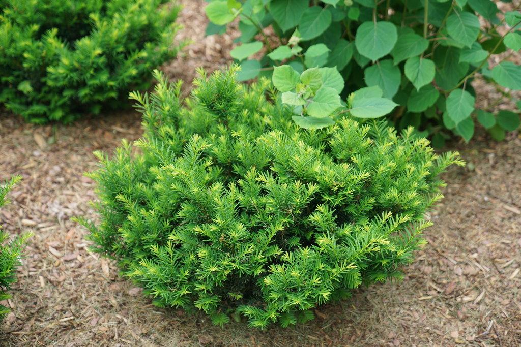 Taxus Media 'dark Green Spreader' - View 30 from www redcrocus com