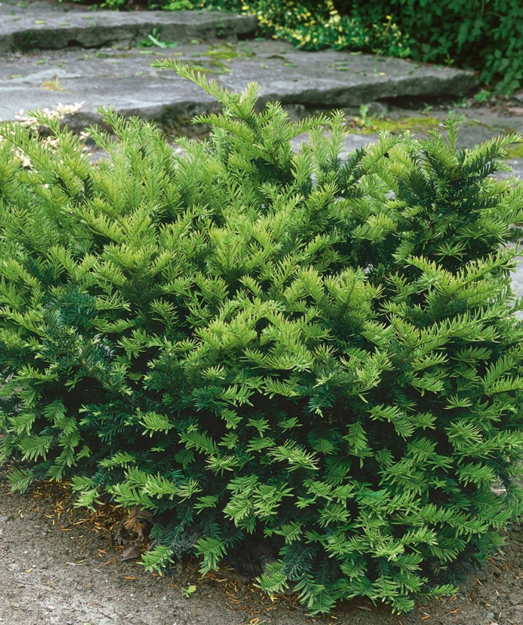 Taxus Media 'dark Green Spreader' - View 31 from www redcrocus com