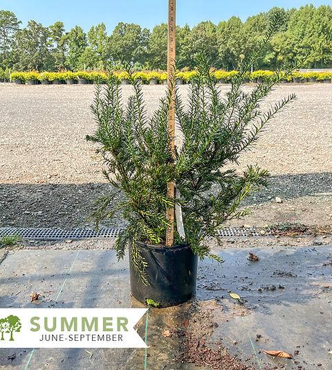Taxus Media 'dark Green Spreader' - View 32 from www redcrocus com