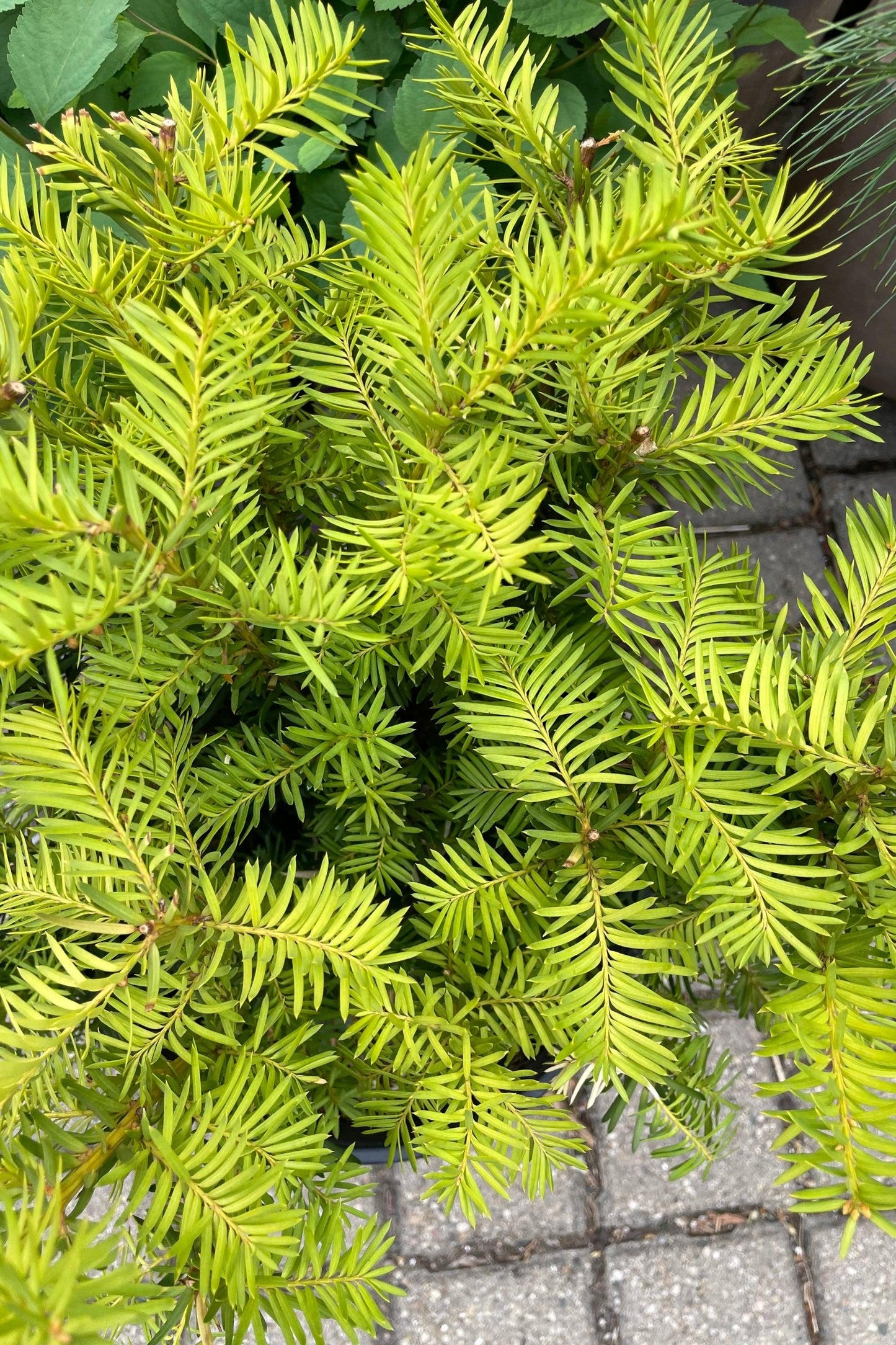 Taxus Media 'dark Green Spreader' - View 34 from www redcrocus com