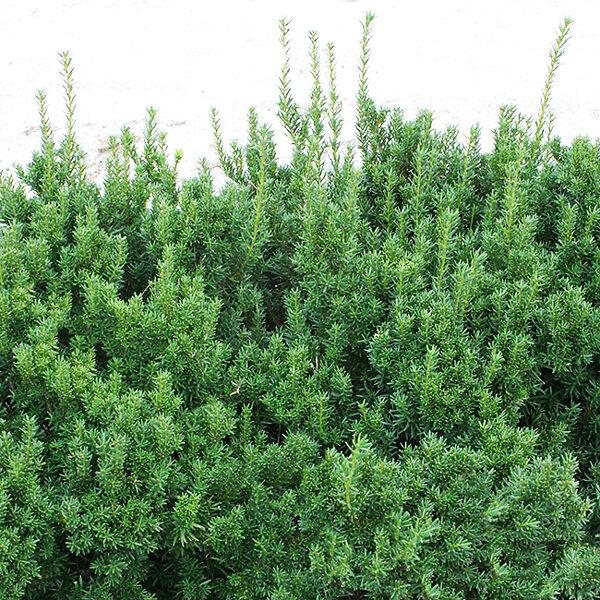 Taxus Media 'dark Green Spreader' - View 35 from www redcrocus com
