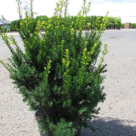 Taxus Media 'dark Green Spreader' - View 3 from www redcrocus com