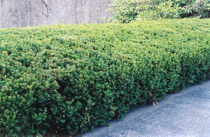 Taxus Media 'dark Green Spreader' - View 4 from www redcrocus com
