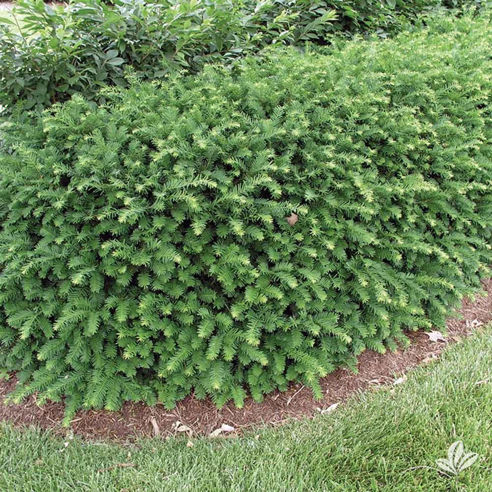 Taxus Media 'dark Green Spreader' - View 7 from www redcrocus com