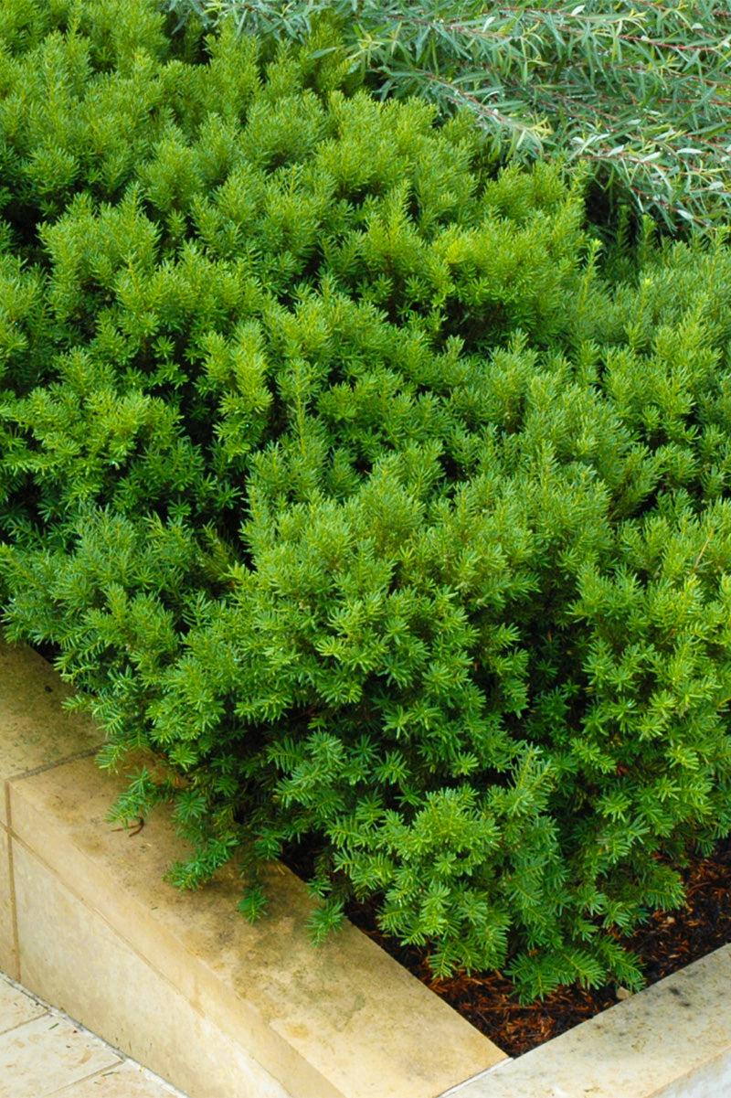 Taxus Media 'dark Green Spreader' - View 8 from www redcrocus com