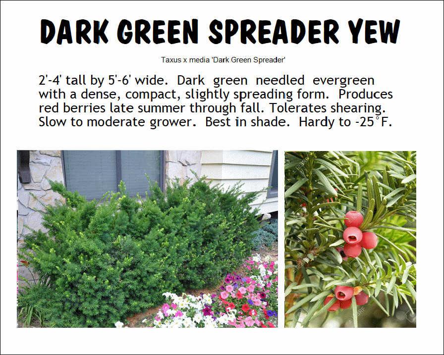 Taxus Media 'dark Green Spreader' - View 9 from www redcrocus com