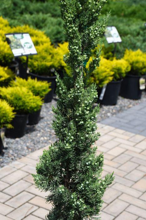 Juniperus Chinensis 'trautman' - View 10 from www redcrocus com
