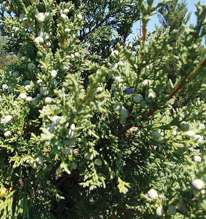 Juniperus Chinensis 'trautman' - View 11 from www redcrocus com