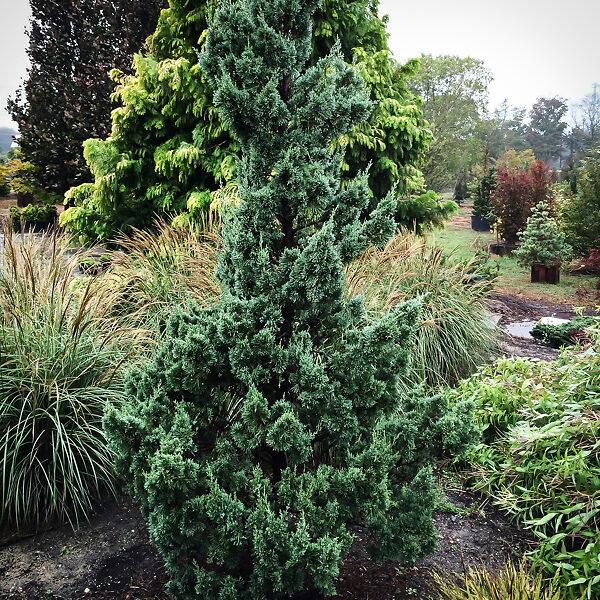 Juniperus Chinensis 'trautman' - View 12 from www redcrocus com