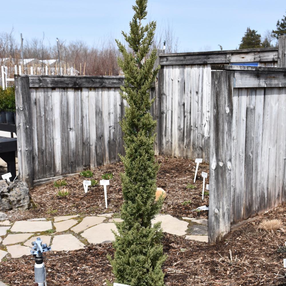 Juniperus Chinensis 'trautman' - View 13 from www redcrocus com