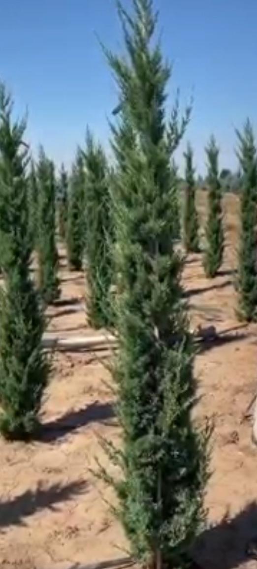 Juniperus Chinensis 'trautman' - View 14 from www redcrocus com