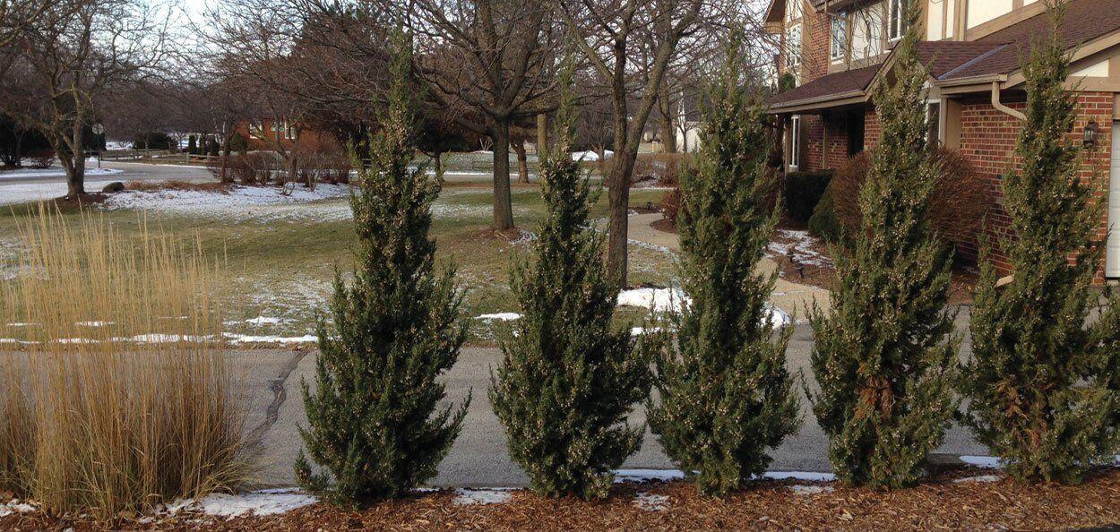 Juniperus Chinensis 'trautman' - View 15 from www redcrocus com