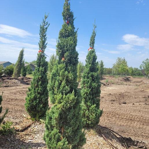 Juniperus Chinensis 'trautman' - View 17 from www redcrocus com