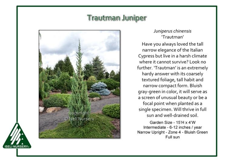 Juniperus Chinensis 'trautman' - View 18 from www redcrocus com