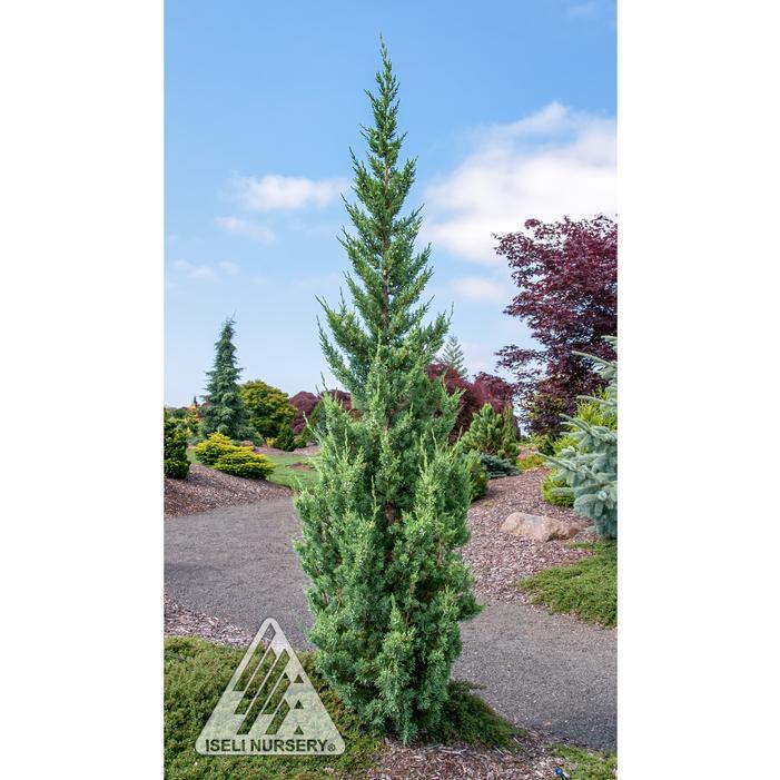 Juniperus Chinensis 'trautman' - View 19 from www redcrocus com